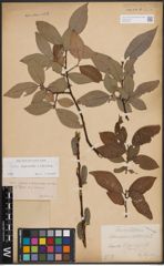 Foto von Salix daphnoides Vill. x Salix silesiaca Willd.